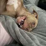 Fay, Cali, and foster babies - @sistersanddenali - Instagram