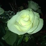Fay Campbell - @fac_5 - Instagram