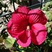 Faye Carlson - Facebook