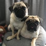 Fay Chu 肥豬🐷 & Fay Chu B 肥豬B🐖 - @faychu_pug - Instagram
