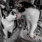 Faye Conway - @the_princess_and_the_chonkster - Instagram