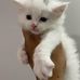 Fayfay Coons - Facebook