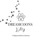 Les dreamcoons de Fay - @dreamcoons_de_fay - Instagram