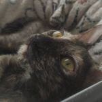 faya|cornishrex - @fayacaty - Instagram