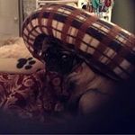 Fay Taylor Couch - @faytaylorcouch - Instagram