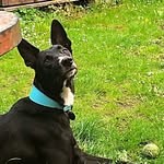 Fay The Greyhound Collie Cross - @fay_lurcher - Instagram
