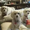 fayecummings1 - @fayecummings1 - TikTok