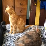 Fay & formerly Davey (rip) - @didi_and_foof - Instagram
