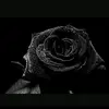 fayedove5 - @fayedove5 - TikTok