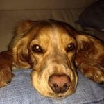 Fay Dyer - @faydyer - Instagram
