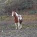 Faye Dyer - Facebook
