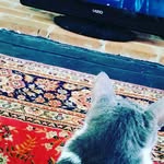faye/bert - @bert_and_buttercup - Instagram