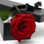 Gehan Fayed - @fayedgehan - Instagram