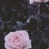 Fay Ellison - @fay.ellison - TikTok