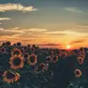 Faye Evans - @fayeevans._ - TikTok