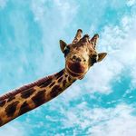 Fay Ferguson - @fayferguson25 - Instagram