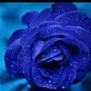 Fayann Haynes - @fayann.haynes0 - TikTok