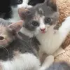 user4477854900653 - @fay.henry - TikTok