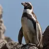 penguin - @fayhill61 - TikTok