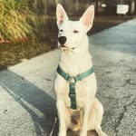 Lilly Fay Horne - @volt_dog_lilly - Instagram