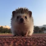 Fay Hsu - @fayhsu31 - Instagram