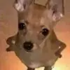 faye :) - @faye.hsu - TikTok