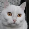 fayaskitchen - @fayaskitchen - TikTok