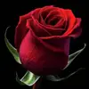 fay.knight - @fay.knight - TikTok
