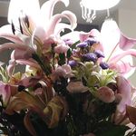 Faye Knowles - @queensweetweet - Instagram