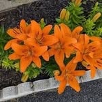 Faye O'Leary Hamm - @fayeolearyhamm - Instagram