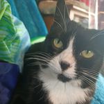 Fay Mitchell - @painterfay54 - Instagram