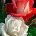 Faye Morgan - Facebook