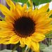 Fay Mullins - Facebook