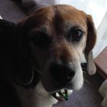 Lucy - @lucy.fay_sharp - Instagram