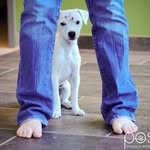Fay, Penny, Fisher & Stanley - @faysfurryfriends - Instagram