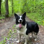 Fay, Tyler & Tilley - @tilsonstravels - Instagram