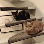 Tyson and Fay - @mr_terrortyson_ms_lovelyfay - Instagram
