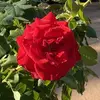 fayeunderwoodwalter - @fayeunderwoodwalter - TikTok