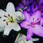 Fay Whitehead - @fay_whitehead_74 - Instagram