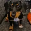 Rolo 🐾 - @faye.wiseall5 - TikTok