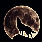 Fay - @fay_wolf_ - Instagram