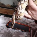 Elle - @fay_wray_anton_lavey - Instagram