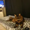 Faye Adam - @fayeadam0 - TikTok