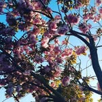 Faye Beard - @blossomtree_holistics - Instagram