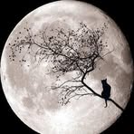 Faye Beauchamp - Facebook