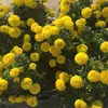 Jina - @bloom.faye - TikTok