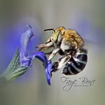 Faye Bone - @fayebonephotography - Instagram