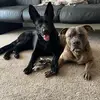 furbabychaos - @fayegirlchaos - TikTok