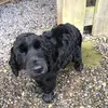 fayecherry - @doglover1o0o0 - TikTok