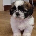 @fayechong2022 - Instagram